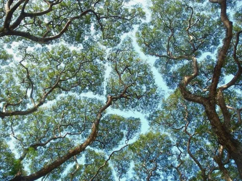 Crown shyness — tree canopy seen from below, branches reaching toward light without touching